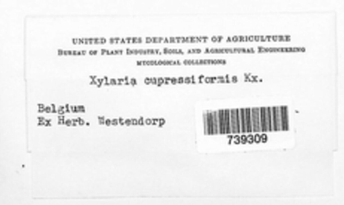 Xylaria hypoxylon image